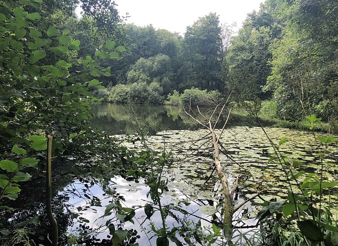 Forêt de Soignes derrière le Rouge Cloître - Val et Oli
