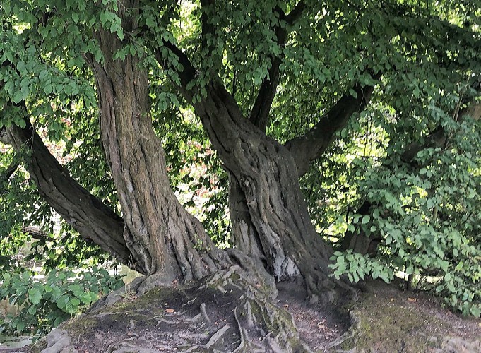 Forêt de Soignes derrière le Rouge Cloître - Val et Oli