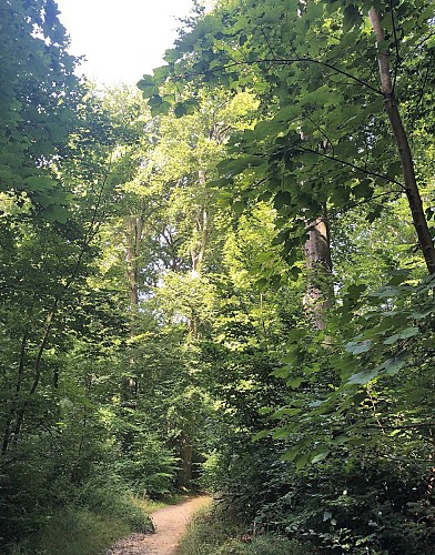Forêt de Soignes derrière le Rouge Cloître - Val et Oli