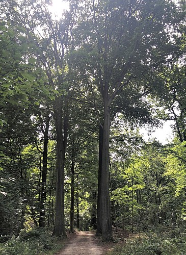 Forêt de Soignes derrière le Rouge Cloître - Val et Oli