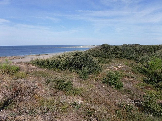 Dolus-d'Oléron : dunes et marais