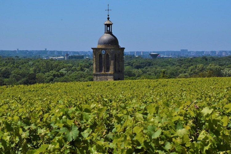 Vouvray - Sentier Royal