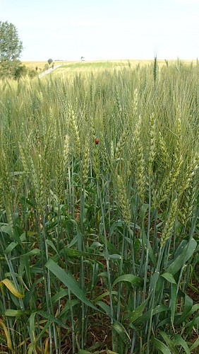 Sentier du Moulin l'Abbé