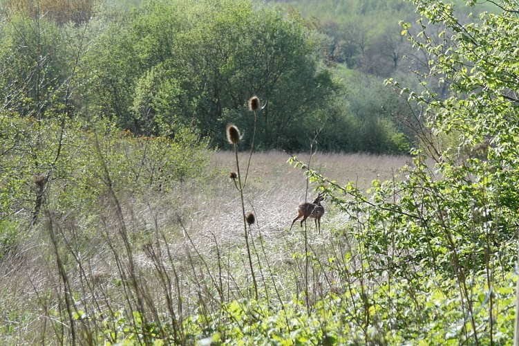 Sentier du Moulin l'Abbé