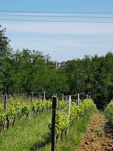 Château_de_Castegens_vignes_Belvès-de-Castillon_S.Gonzalez_2021 (2)