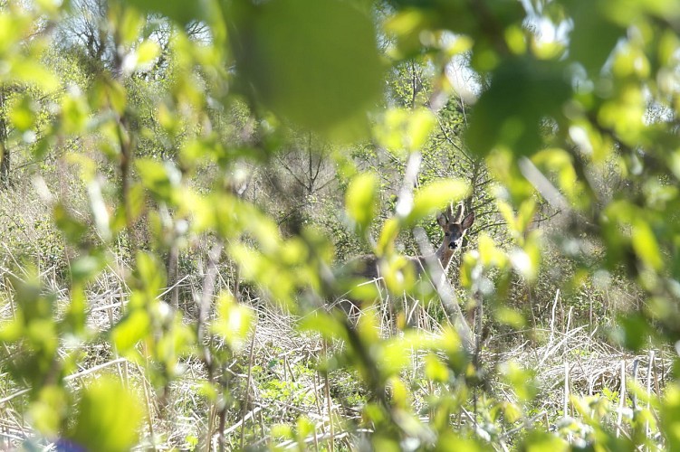 Sentier de la pierre de Baincthun