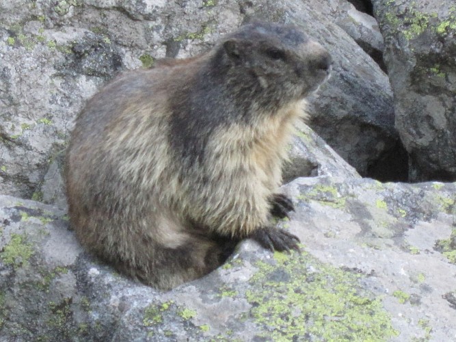 Une marmotte