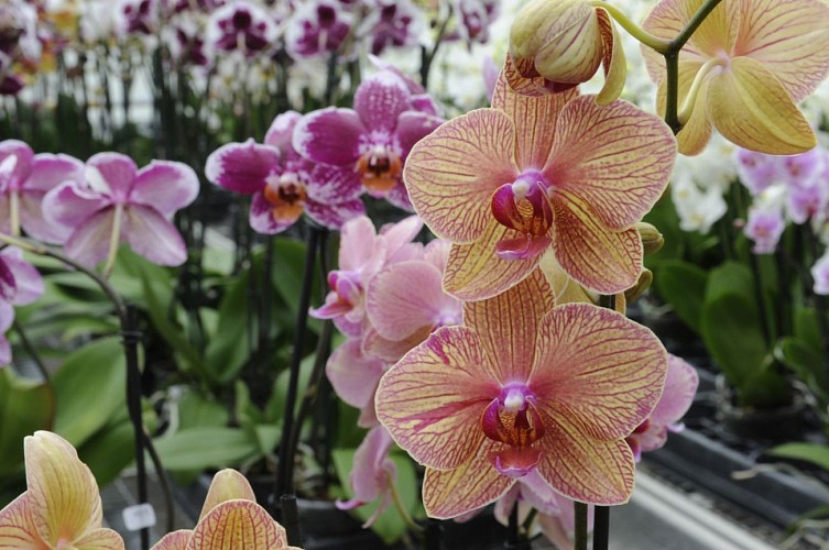 Orchidées