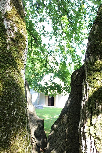 Lindeboom en bekerstenen lus