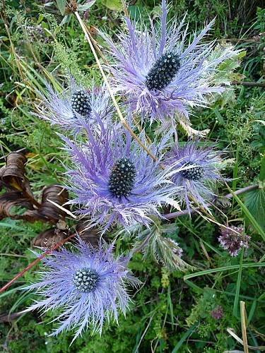 Chardons Bleus des Alpes