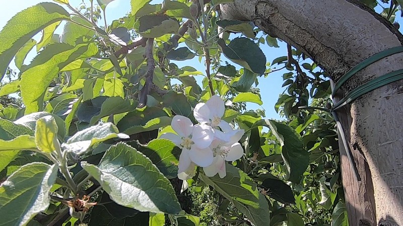 Ça roule? Incursion en Hesbaye limbourgeoise