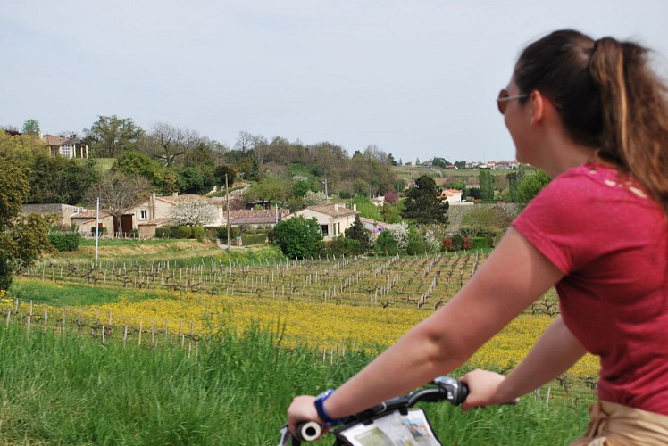 Organic wine tour & bicycle #1