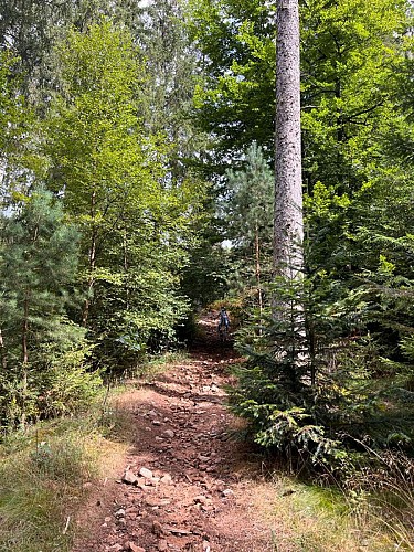 Parcours Cani-VTT-Trotinette-Rando