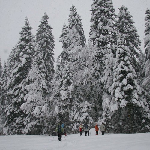 En forêt de Champfromier en février