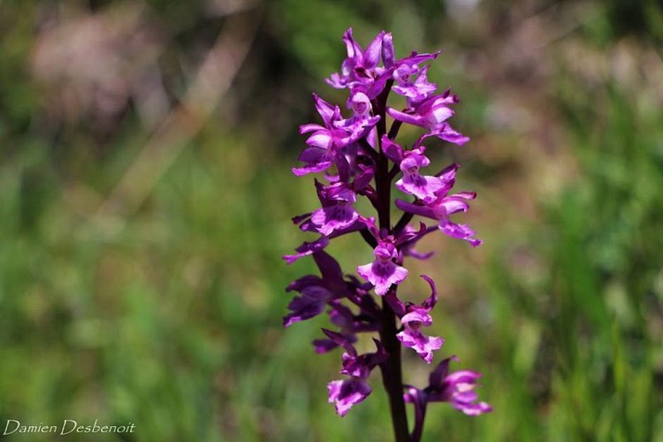 Col de Plate Contier