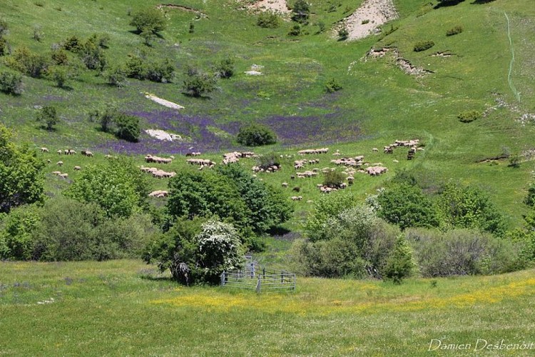 Col de Plate Contier