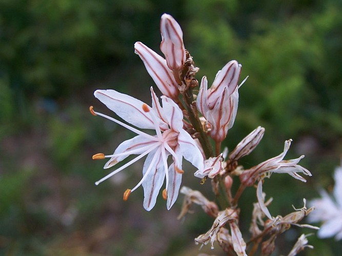 Carbuccia - Sentier Forestier