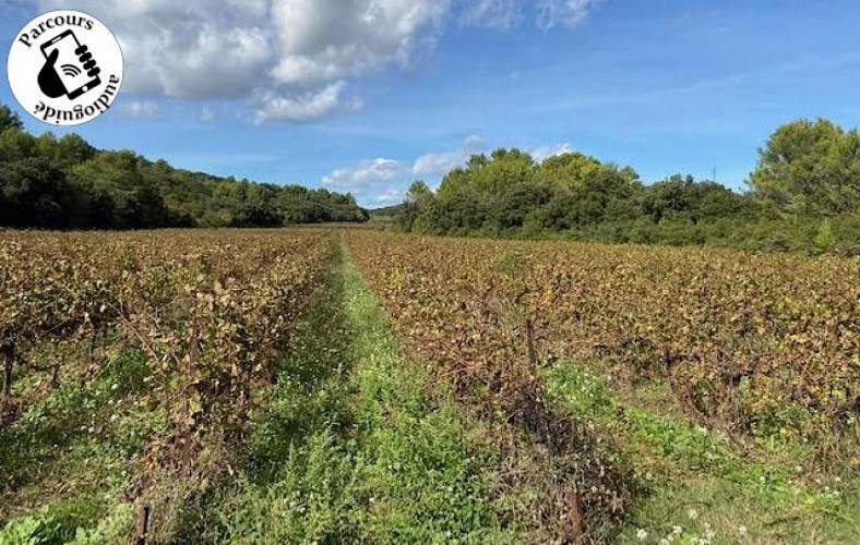 Vignoble des Costières