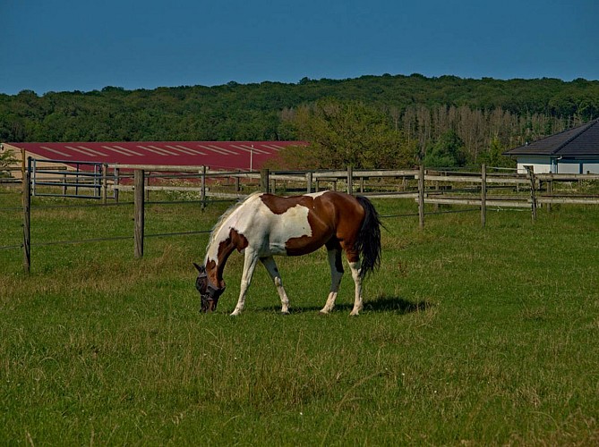 Chevaux au détour du chemin