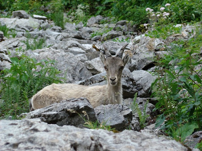 Lac d'Arvouin