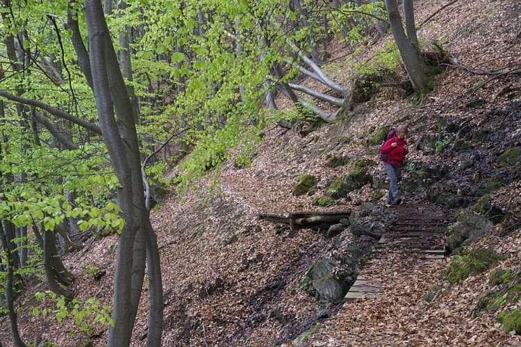 n tratto dell'ampio sentiero in faggeta tra Tetti Doni e Tetti Cucet