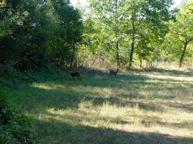 Chevreuils dans un champ