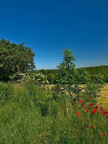 Entrée du Chemin des Anes 