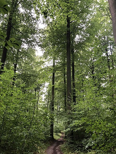 Forêt de Soignes par le Château de la Solitude - Val et Oli