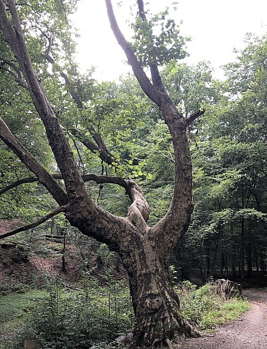 Forêt de Soignes par le Château de la Solitude - Val et Oli