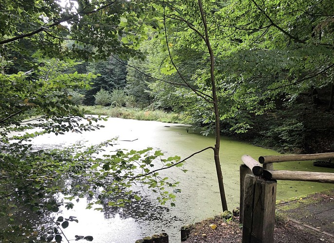 Forêt de Soignes par le Château de la Solitude - Val et Oli