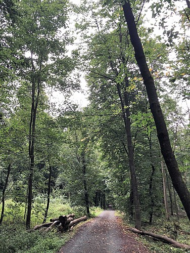 Forêt de Soignes par le Château de la Solitude - Val et Oli