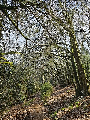 Familienspaziergang - Im Wald der Vogesen