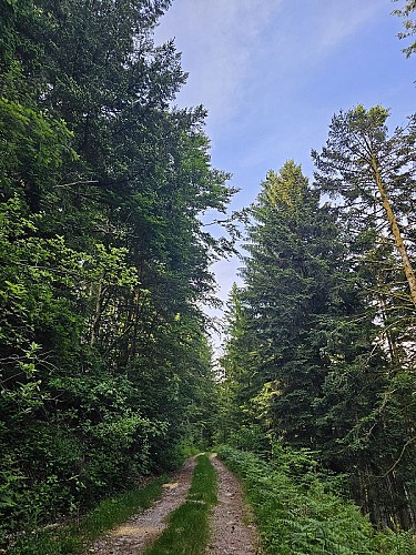 Family walk - Grand Roche circuit