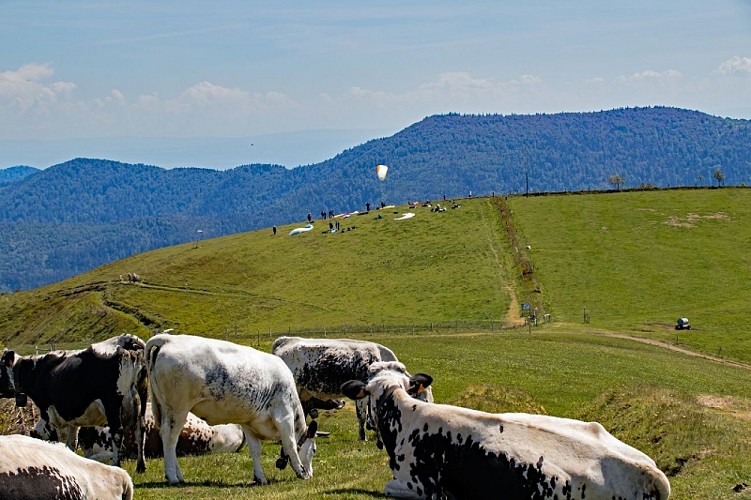 Wandeling voor het hele gezin - Het Drumont bergweide