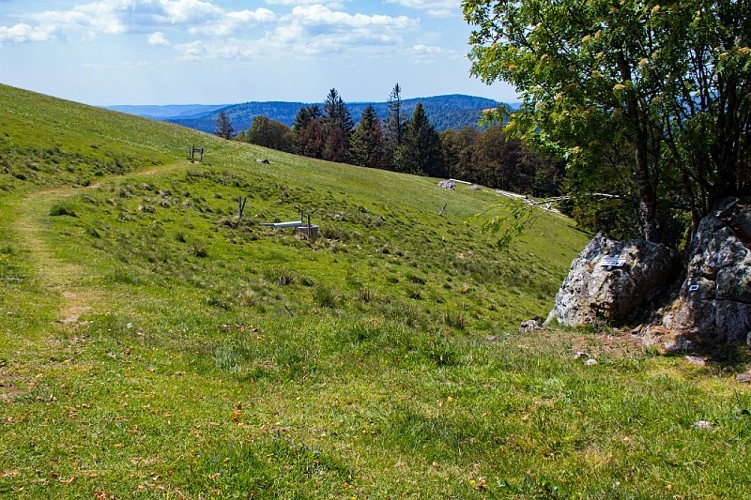 Wandeling voor het hele gezin - Het Drumont bergweide