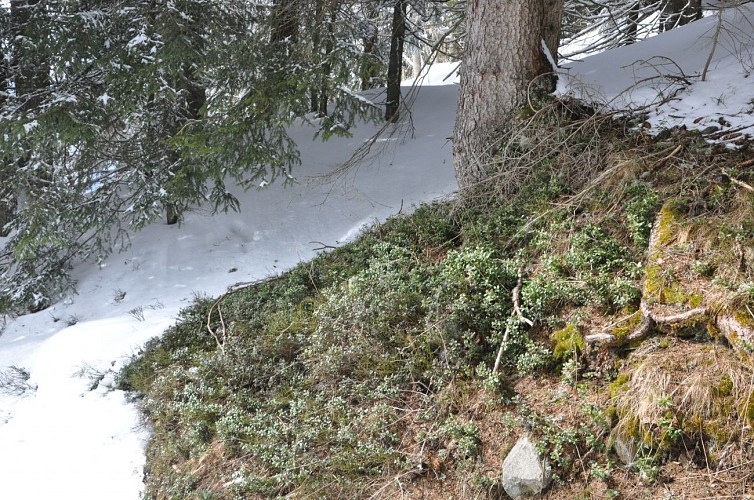 Boucle de Malatrait - sentier raquettes