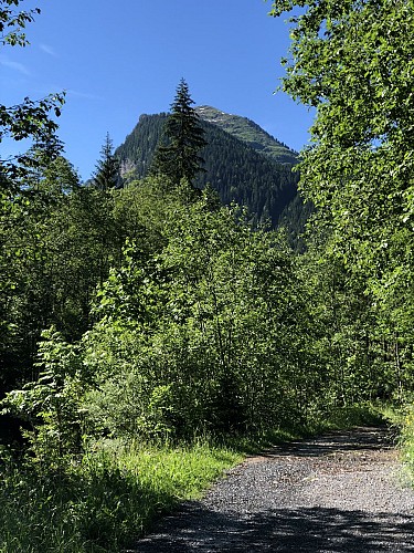 Le sentier du renard