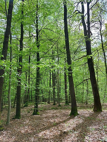 Boucle VTT du Parc n°1 : Circuit familial de la Noëlle