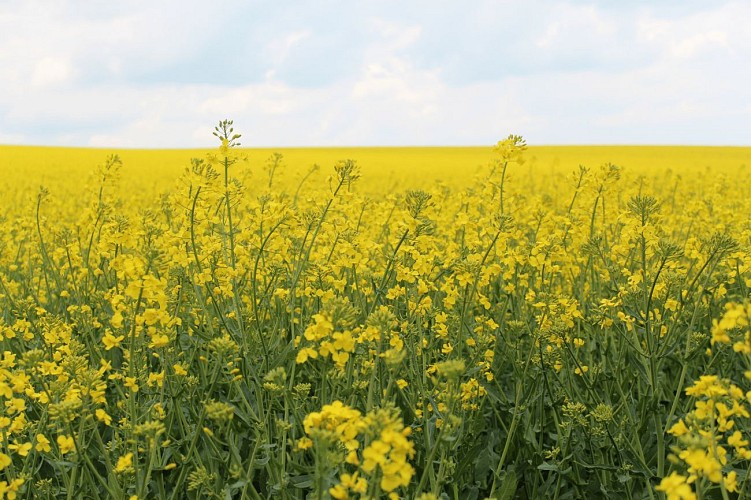 Boucle VTT du Parc n°3 : Circuit sportif de l'Ardre
