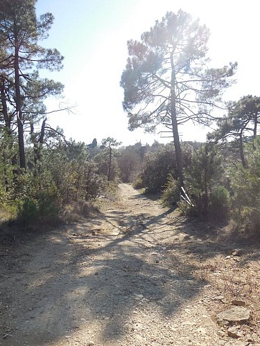 Through the Heath