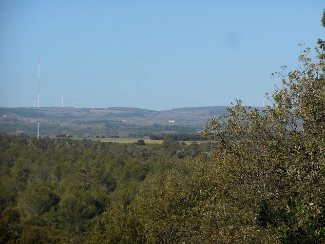 Through the Heath