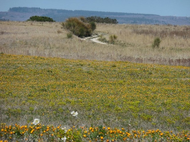 Through the Heath