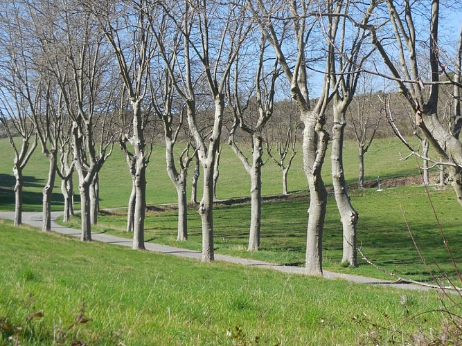 Through the Heath