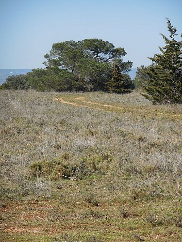 Through the Heath