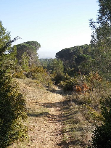 Through the Heath