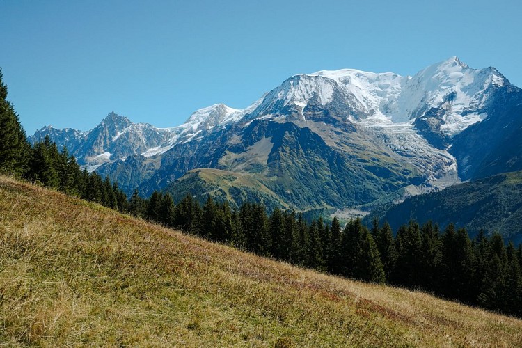 Charme pasture trails_Les Houches