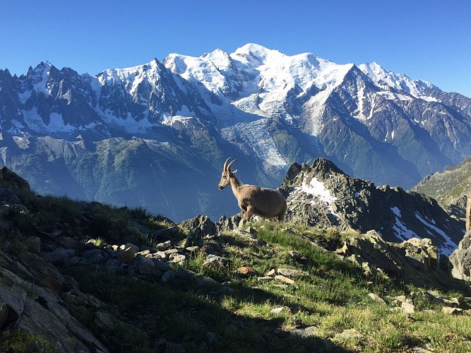 Randonnée au Lac Blanc depuis la Flégère