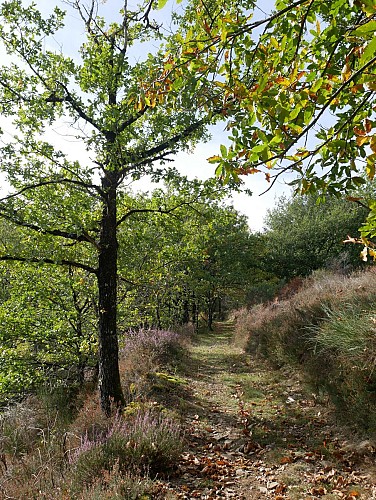 Hiking trail - Entre clocher et ruisseau de Cances