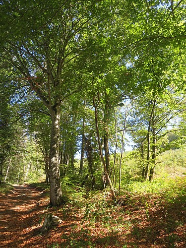 Sentier pédestre du Mont Clergeon - petite boucle_Ruffieux
