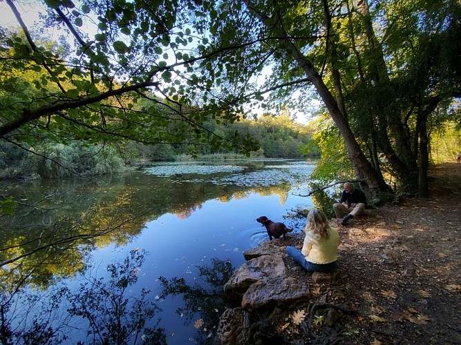 Les bords de l'étang de Saint Curcufa dans la foret de Malmaison